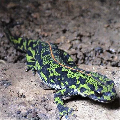 &Agrave; quelle classe de vert&eacute;br&eacute;s appartiennent les urod&egrave;les, dont le triton ?