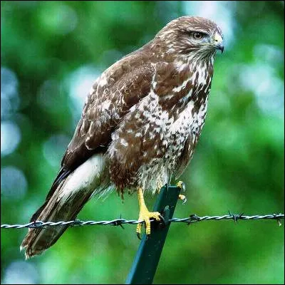 Quel rapace diurne de la famille des accipitrid&eacute;s peut-on souvent voir sur les bords des autoroutes en qu&ecirc;te de proies ?