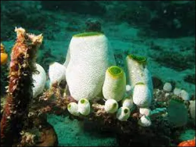 Quel personnage a pour base dhybridation le Didemnum molle ?