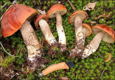 Ces bolets du groupe des orangés ont été trouvé sous Pins gris. Vous pouvez nommer leur nom ?