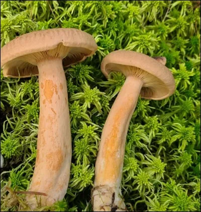 Ce lactaire a une odeur de biscuits à l'érable. Il n'est pas comestible frais, certains les font déshydrater pour en faire une poudre à odeur d'érable pour ajouter aux recettes. Il a un latex aqueux et pousse sous des conifères en milieux humides. Quel est son nom ?