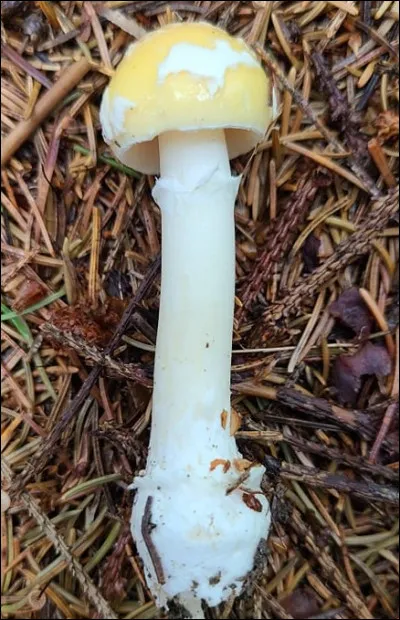 Cette amanite a un chapeau jaunâtre, à marge sillonnée. Elle pousse sous des conifères, n'a pas le pied annelé et a souvent un petit rebord membraneux sur le bulbe du pied. Savez-vous son nom ?