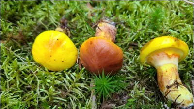 Ce bolet peut être parfois jaune ou plus souvent brun-rougeâtre. Son chapeau est visqueux à glutineux, sa face poroïde brunit au froissement. Son voile partiel laisse un anneau glutineux sur le pied. Finalement il pousse sous le Mélèze laricin. Quel est son nom ?