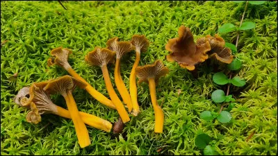 Ce champignon a un chapeau brun jaunâtre à brun noirâtre, convexe-ombiliqué puis infundibuliforme, il est rapidement perforé au centre. Son hyménophore est formé de plis lamelliformes. Son pied jaunâtre est vite creux. Ce champignon pousse sous conifères en milieux humides. Quel est son nom ?