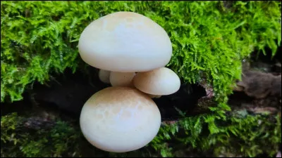 Ce champignon est saprotrophe et pousse sur bois vivant ou pourri de feuillus. Son chapeau est guttulé, il pousse rarement seul et a des lames adnexées à sinuées. Son nom ?