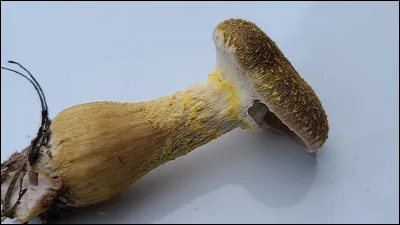 Cette armillaire a un voile général jaune, de petites mèches jaune sur le chapeau, du jaune sous l'anneau et un pied clavé vers la base. Quel est son nom ?