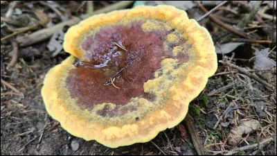 Ce polypore a un chapeau feutré, zoné concentriquement, jaunâtre, brunâtre. Il pousse généralement sur du bois de conifères et a une face poroïde verdâtre lorsqu'il est jeune. Quel est son nom ?