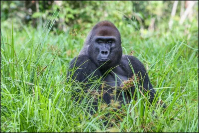 Quel est le régime alimentaire du gorille ?