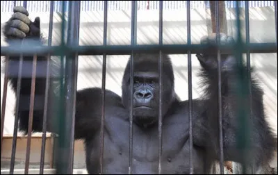 Quel est le chanteur, auteur-compositeur-interprète de la chanson ''Le Gorille'' ?