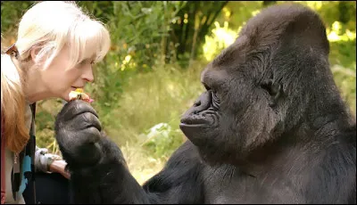 ''Koko'' était une femelle gorille vivant en captivité. Qu'était-elle capable de faire ?