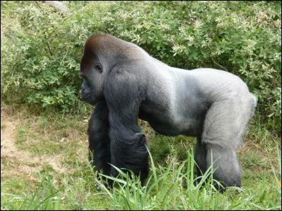 Quel nom donne-t-on au gorille mâle qui règne sur son harem ?