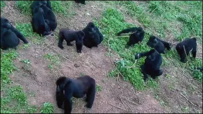 Dans quel pays la réserve des gorilles de Tayna (RGT) est-elle située, sachant que la capitale de ce pays est ''Kinshasa'' ?