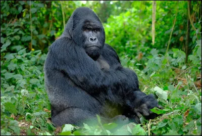 Qu'est-ce qui est vrai à propos du gorille à l'état sauvage ?