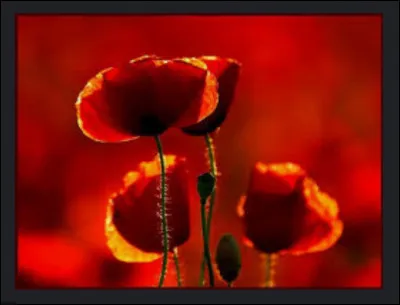 Quelle émotion ressens-tu le plus souvent ?