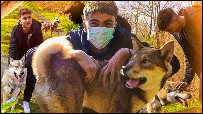 As-tu un animal de compagnie ?