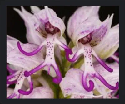 Ton amie serait plutôt :