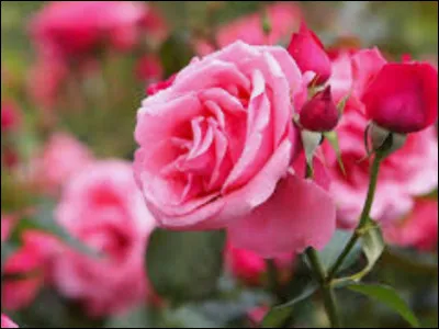 Et enfin, si tu étais reine (ou roi), et que quelqu'un te prenait ton trône (le peuple l'élirait), comment réagirais-tu ?