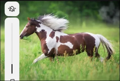 La robe de ce cheval est...