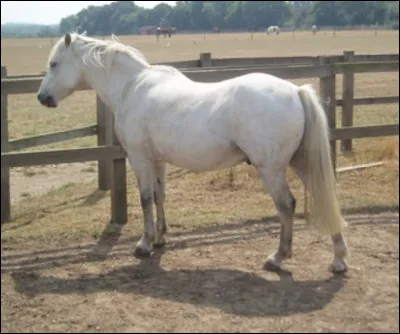 La robe de ce cheval est...