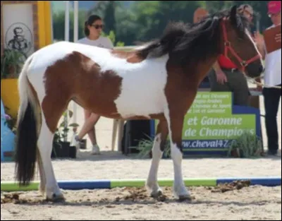 La robe de ce cheval est...