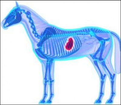Quelle est la contenance de l'estomac d'un cheval en litres ?