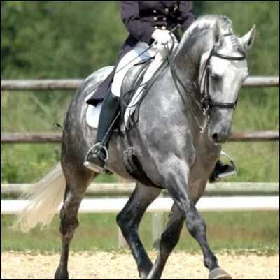 Quand on déplace les hanches vers la droite, la jambe isolée est celle de...
