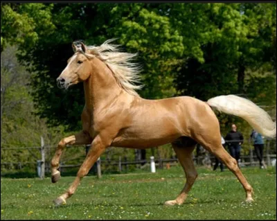Pour demander un départ au galop à droite, on recule la jambe...