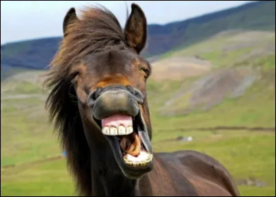 Le cheval peut-il vomir ?