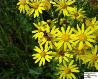 Parmi ces plantes, laquelle est toxique ?