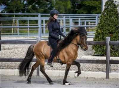 Quelle allure existe ?