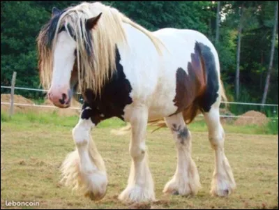 Quel est le mécanisme du pas ?