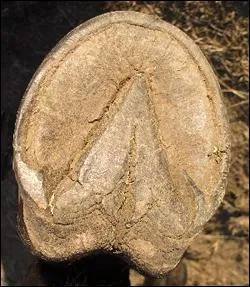 Qu'est-ce que je ne dois pas toucher quand je cure un sabot ?