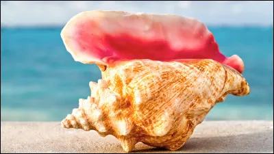 Les coquillages ou cailloux peuvent-ils être considérés comme de la monnaie ?