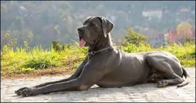 Quelle est la race du chien présent sur la photo ?