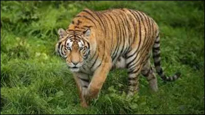 De quelle famille le tigre fait-il partie ?