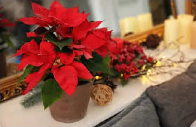 Comment se nomme cette fleur que l'on associe à la période festive de Noël ?