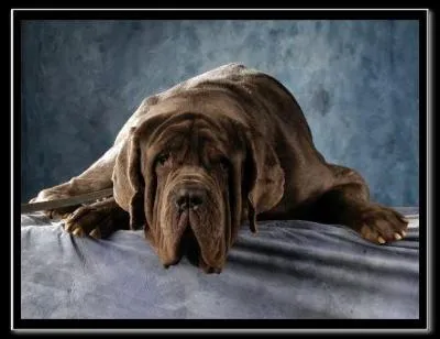 50 % des chiens abandonns ont ... . ?