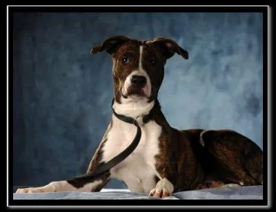 En Belgique ( 12. 000. 000 habitants ) on abandonne par an . . ?