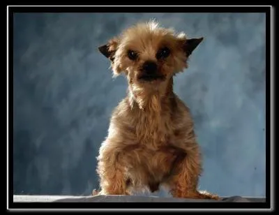 Seront euthanasis . , environ... ?