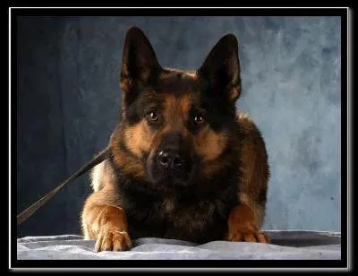 Le divorce provoque : ... . . d'abandons ?