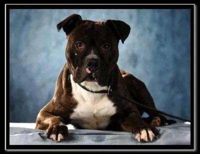 Un chien reu en cadeau  ... de (mal)chance d'tre abandonn ?