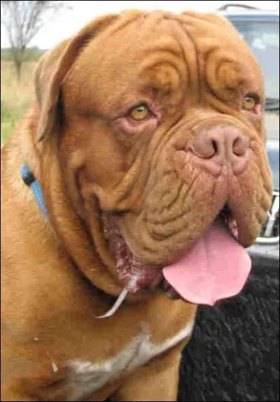 Quelle proportion de chiens sont abandonns... ?