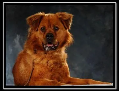 Le chien le plus adopt est le... ?