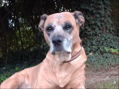 Depuis que Paris Hilton a un Chihuahua , le nombre de chihuahuas a ?