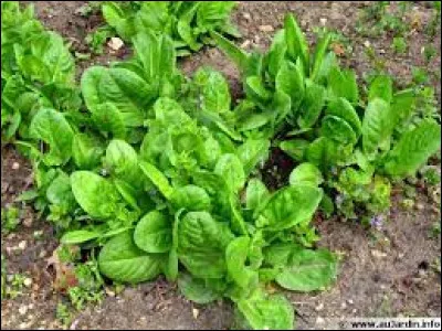Trouvez le mot à l'aide de cette plante !