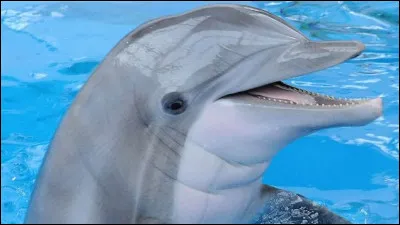 Le bébé dauphin a une "marraine" :