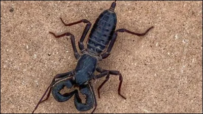 Le scorpion porte en permanence ses petits sur son dos :