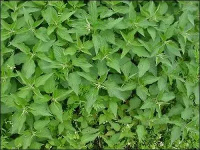 Laquelle de ces plantes n'est pas vnneuse ?