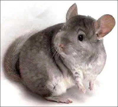 Le chinchilla est un rongeur originaire :