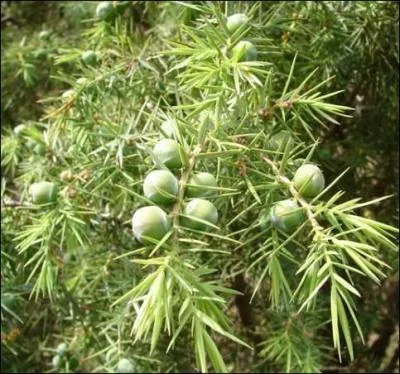 Laquelle de ces plantes donne un fruit mortellement toxique ?